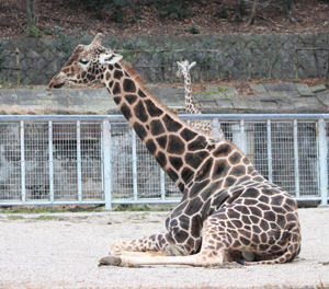 キリンさん