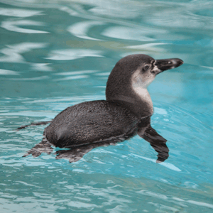 ペンギンさん　優雅に